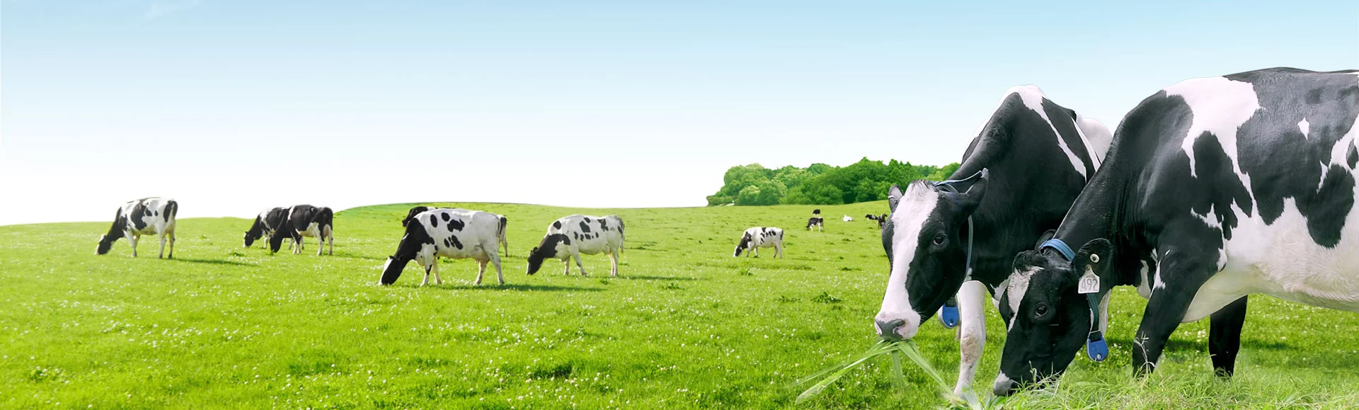 Refa Çadır ve Hayvan Ekipmanları