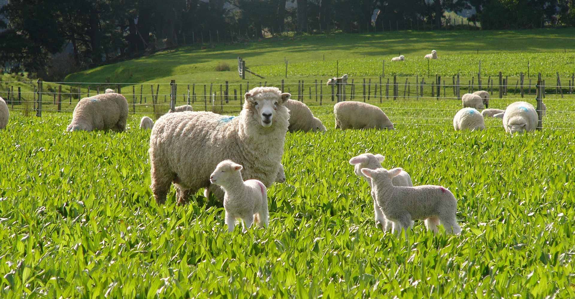 Refa Çadır ve Hayvan Ekipmanları