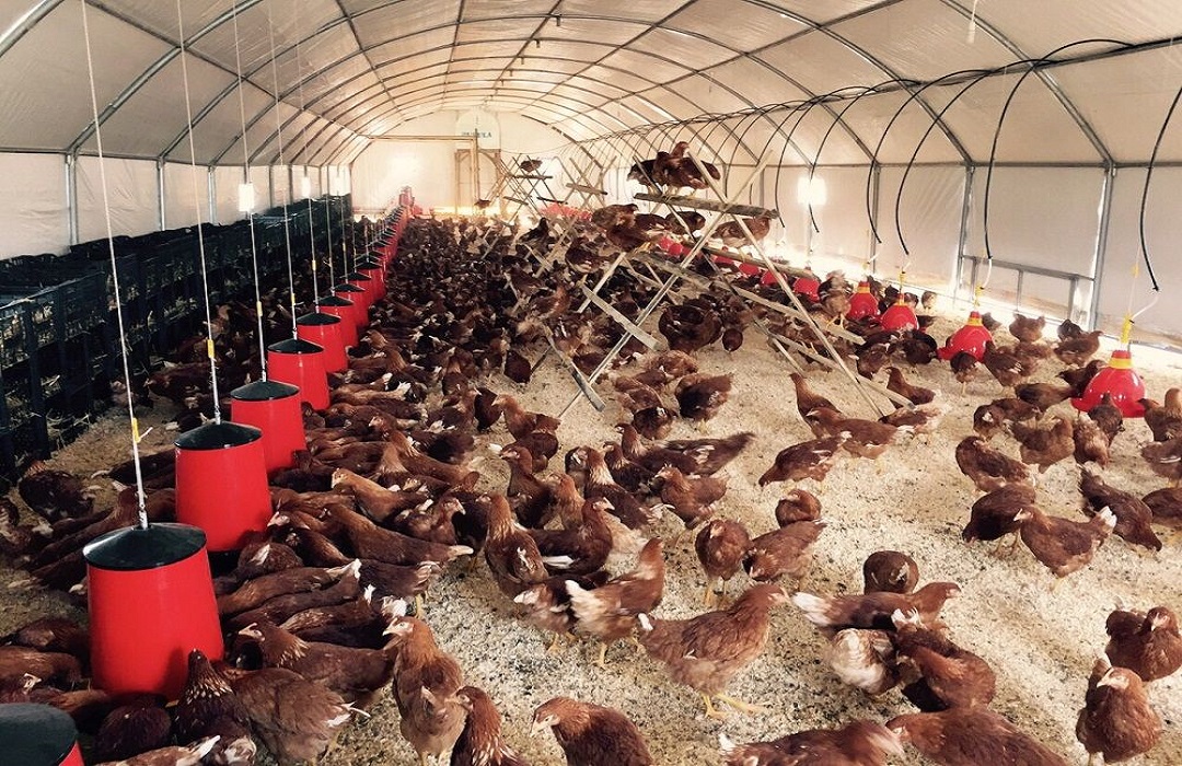 Poultry Tent