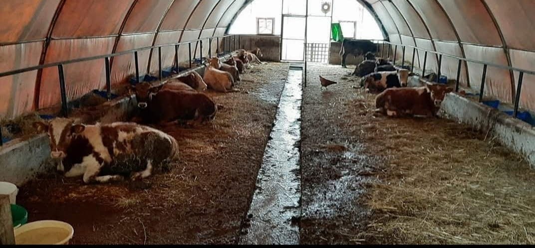 Cattle Tent