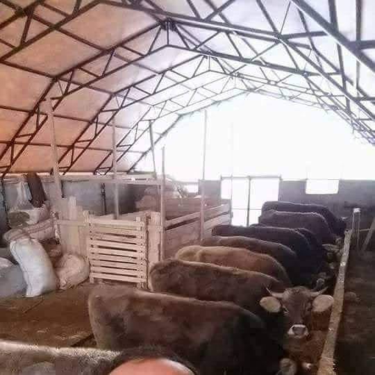 Cattle Tent